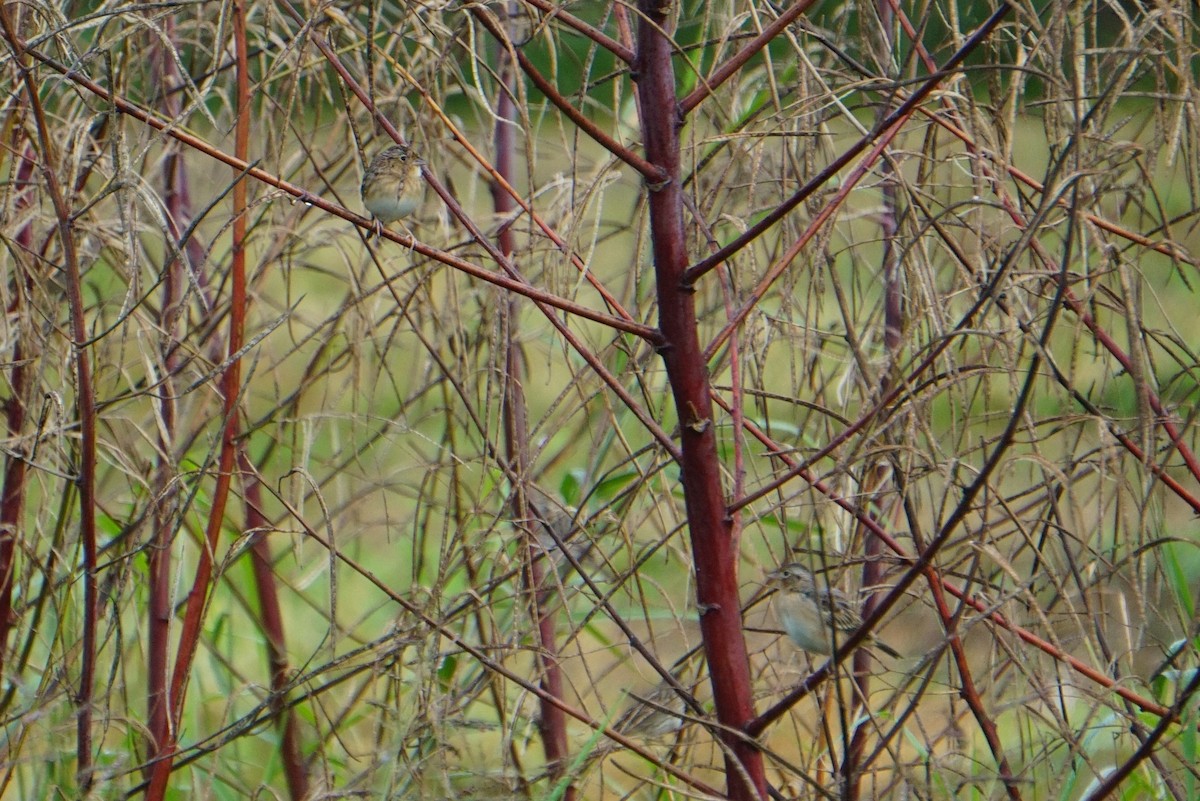 Grasshopper Sparrow - ML288475811