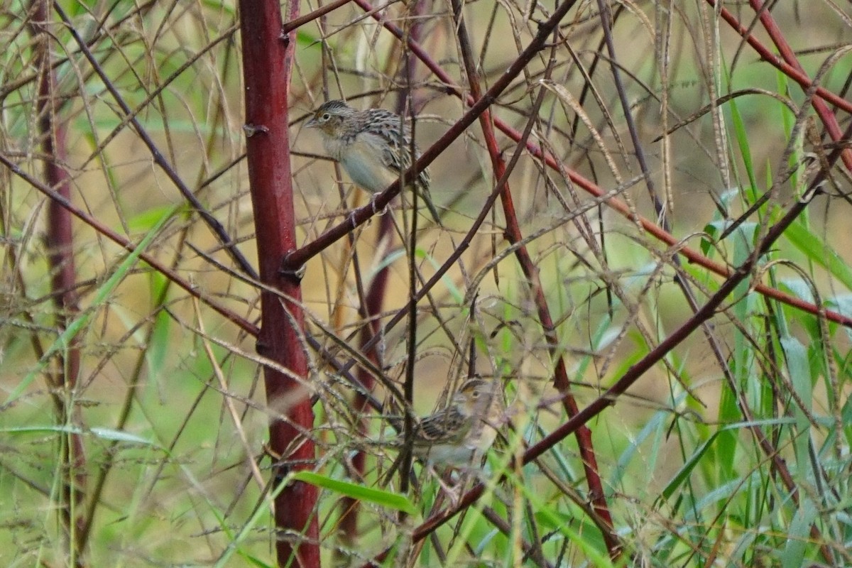 Grasshopper Sparrow - Rhett Harper