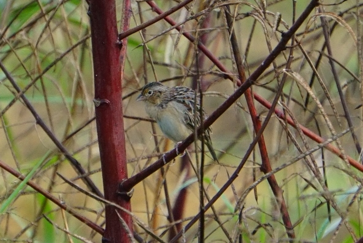 Grasshopper Sparrow - ML288475831