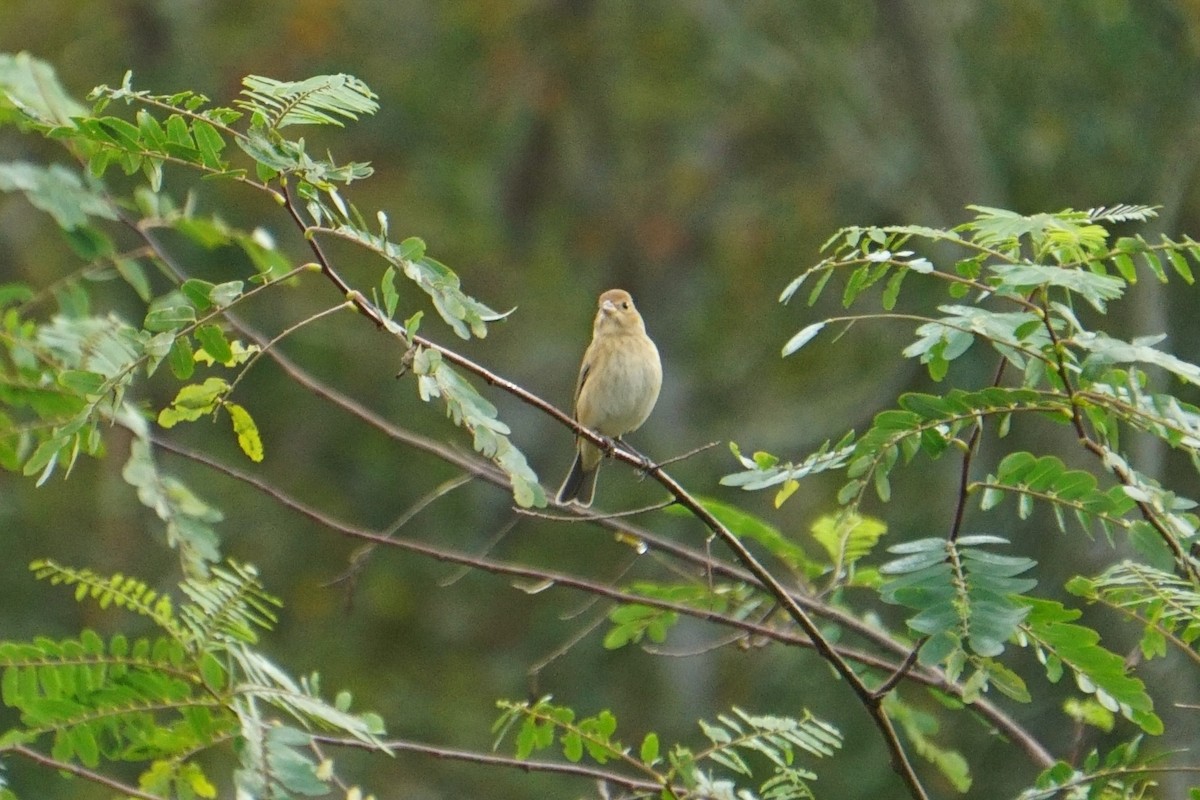 Indigo Bunting - ML288475951
