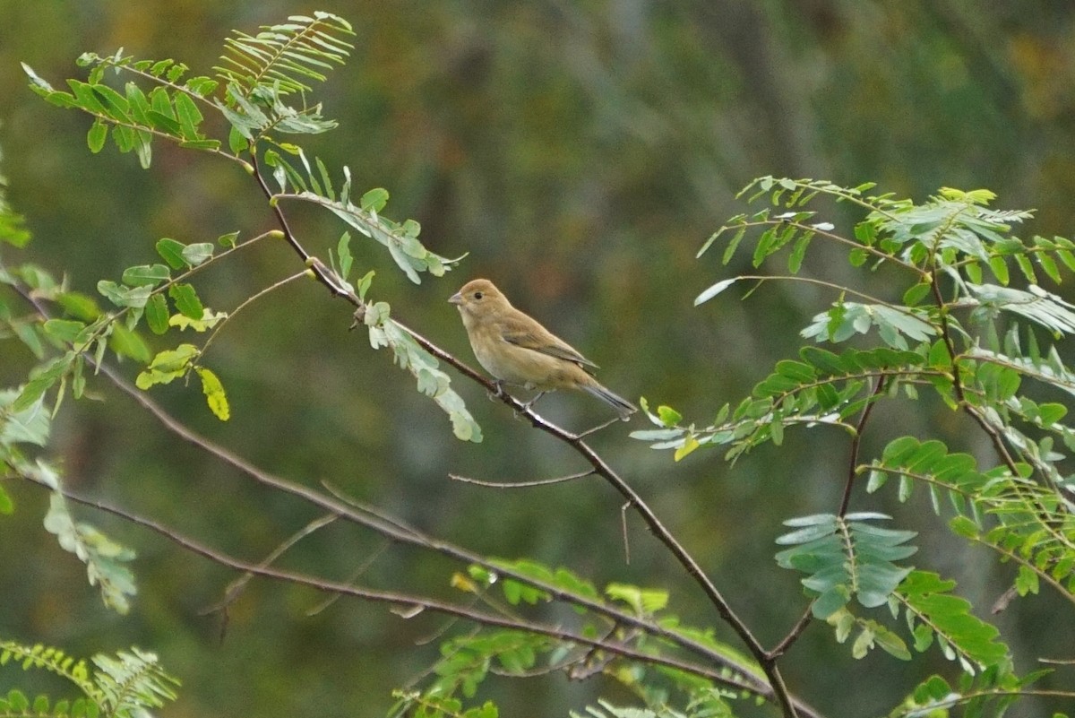 Indigo Bunting - ML288475981