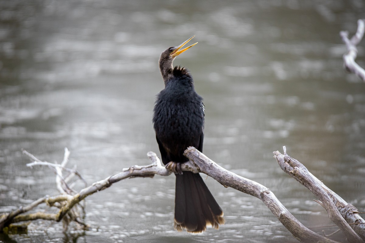 Anhinga - ML288478091