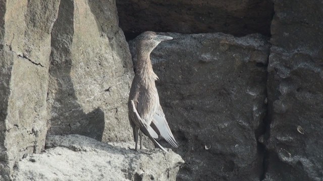 Yellow-crowned Night Heron (Galapagos) - ML288480211