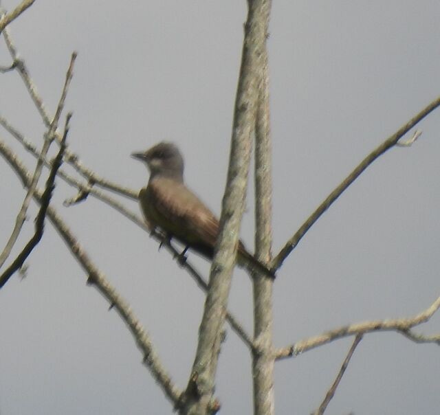 Cassin's Kingbird - ML288480821