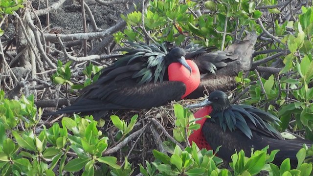 Great Frigatebird - ML288481181