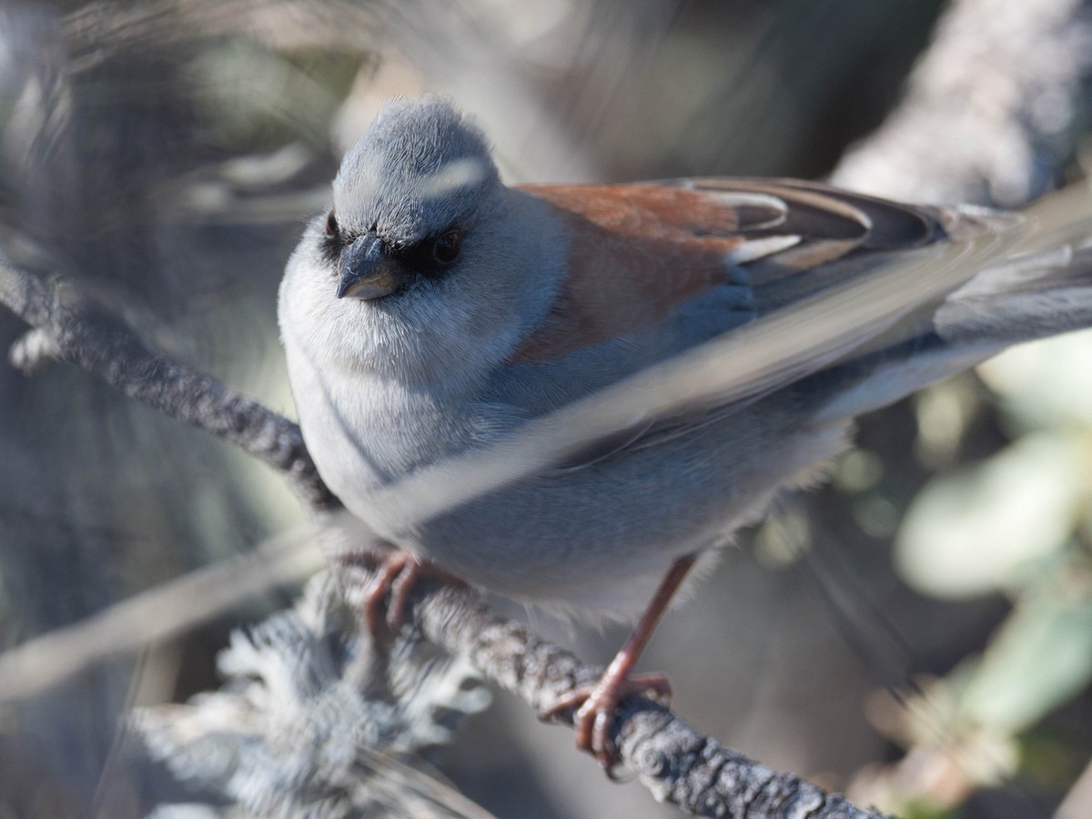 Junco Ojioscuro (dorsalis) - ML288482301