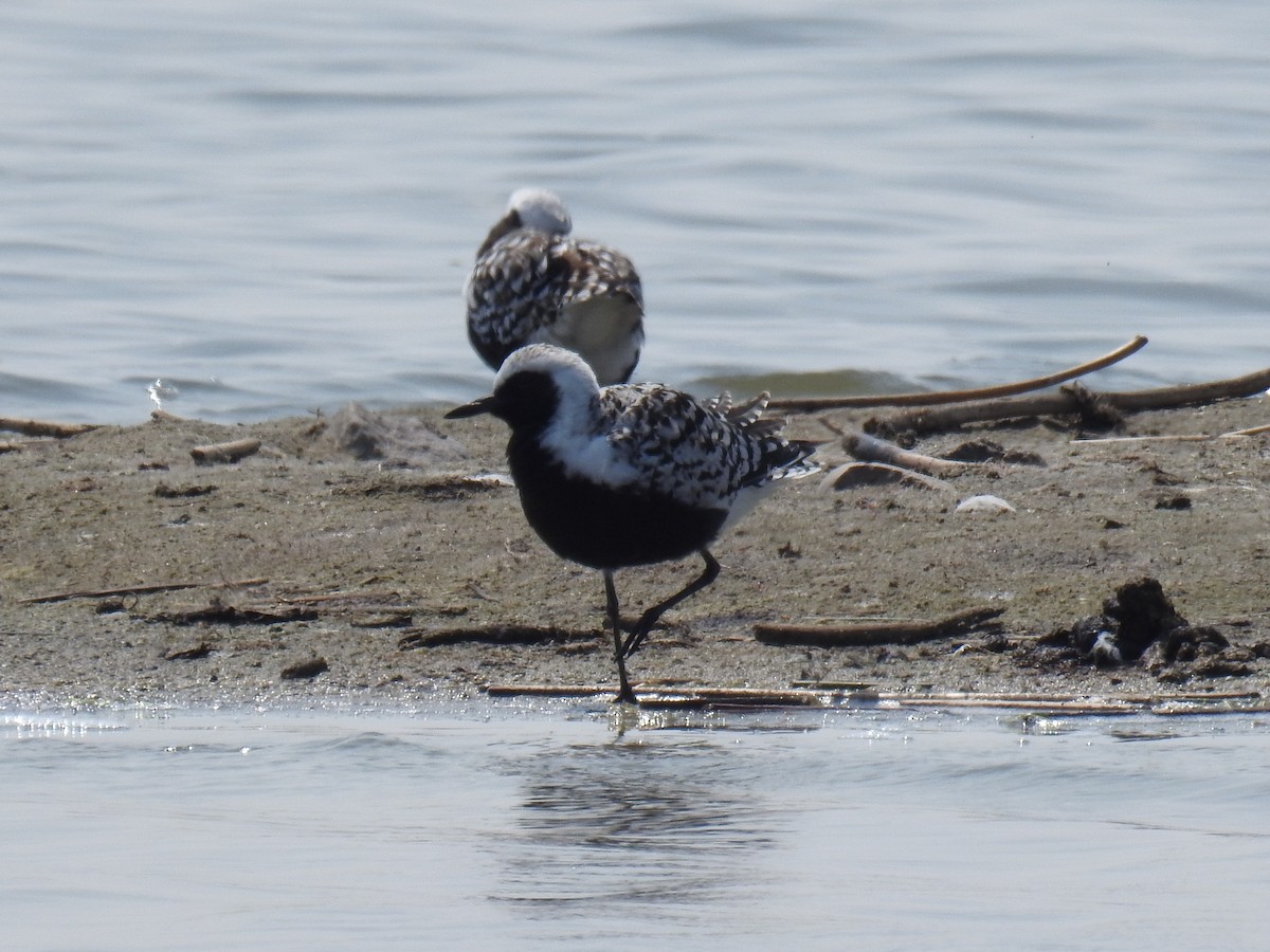 Black-bellied Plover - Evan Walters