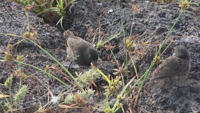 ハシナガガラパゴスフィンチ - ML288484711