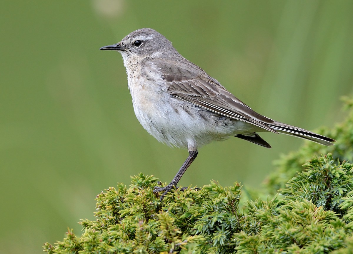 Water Pipit - Pavel Štěpánek