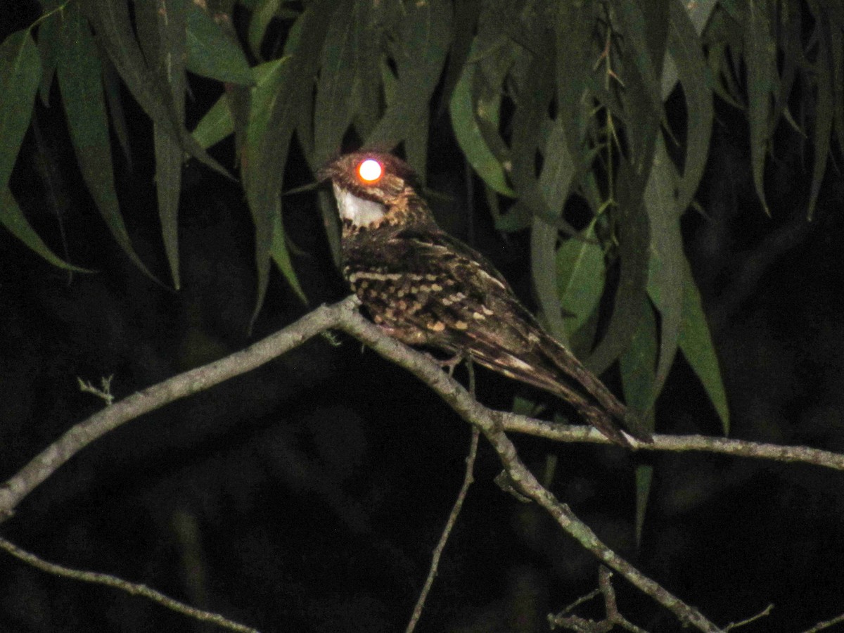 Little Nightjar - ML288486251