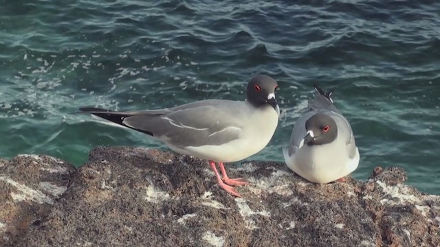 Mouette à queue fourchue - ML288487461