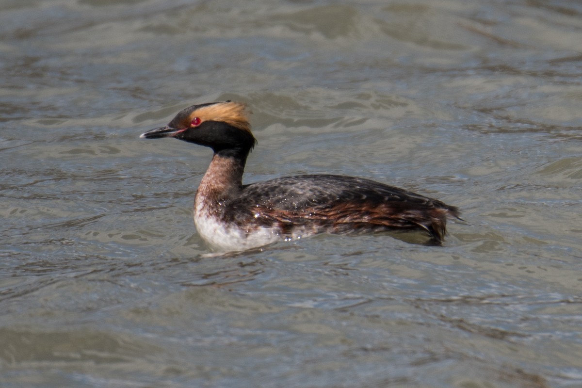 Horned Grebe - ML288487741