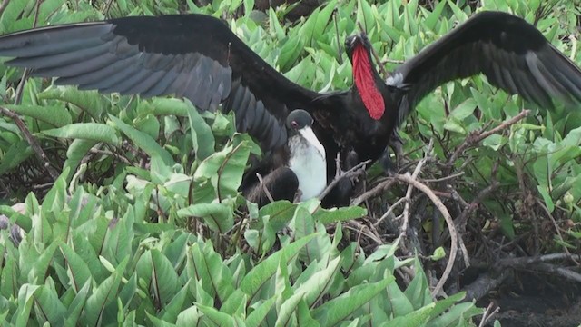 Great Frigatebird - ML288488361