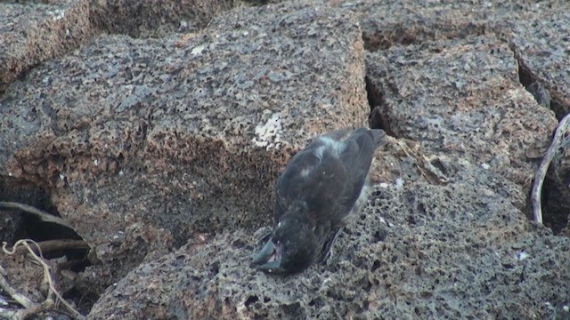 Large Ground-Finch - ML288489851