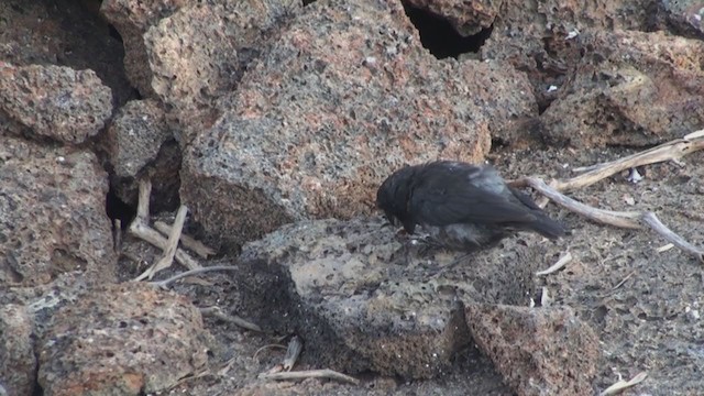 Large Ground-Finch - ML288490801