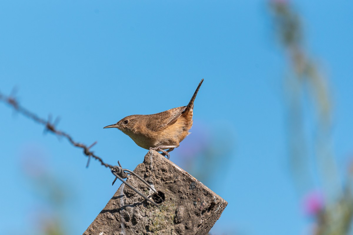 House Wren - ML288491291