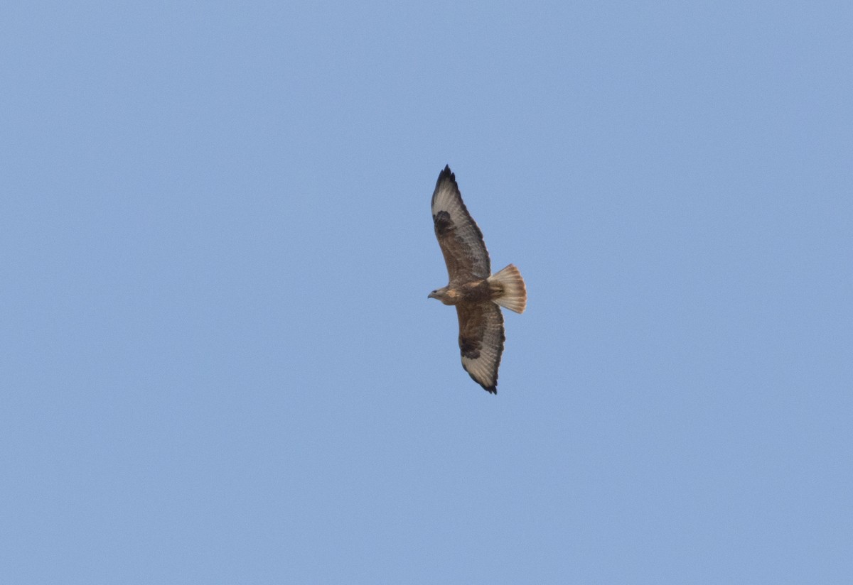 Long-legged Buzzard - ML288491321