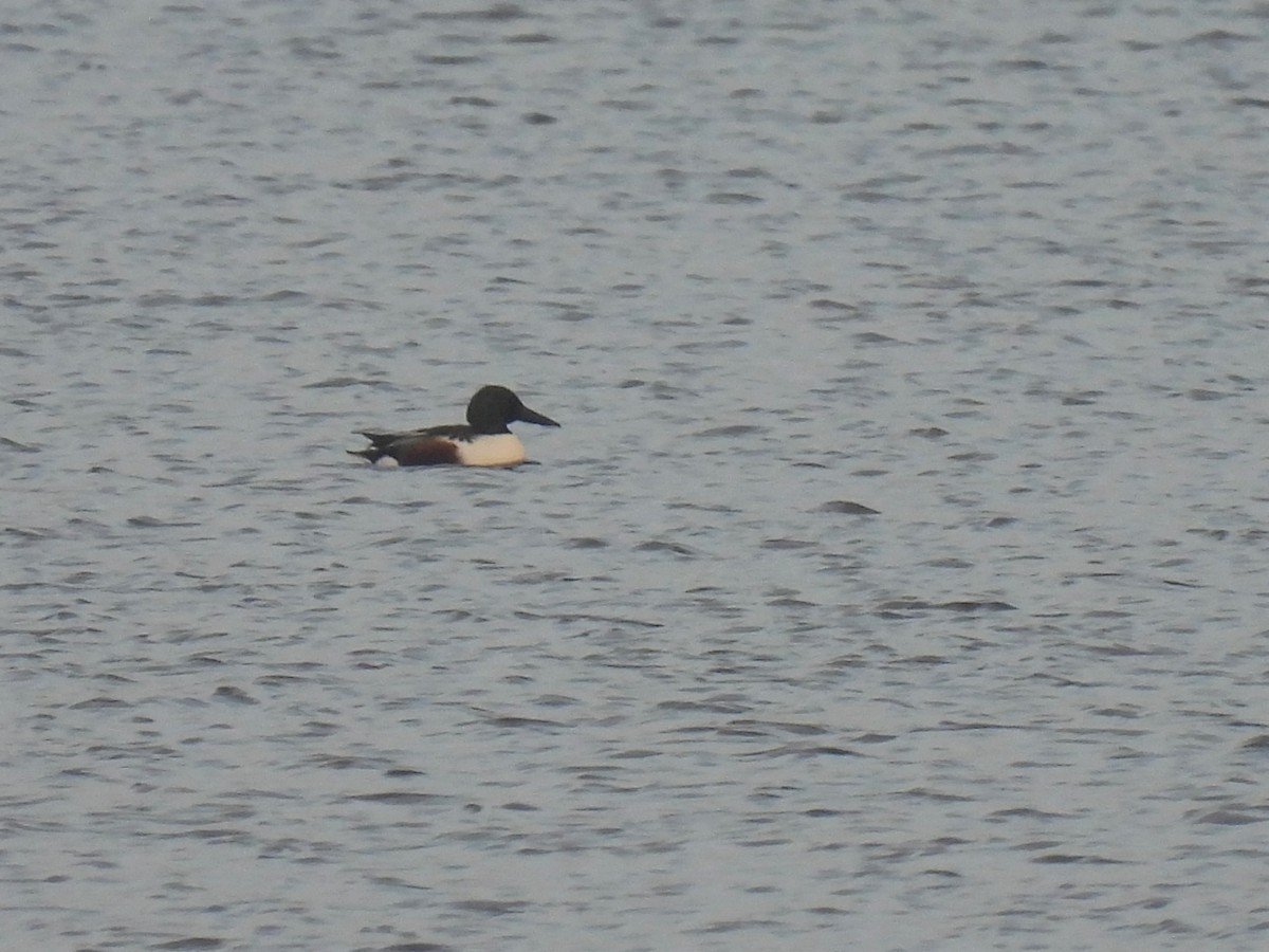 Northern Shoveler - ML288491381