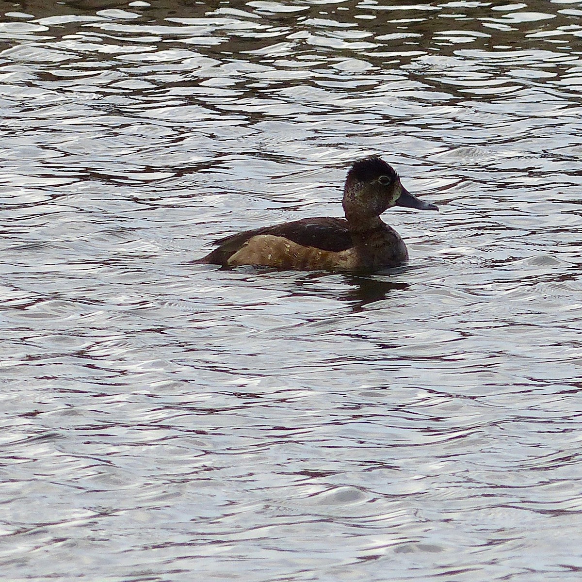 Ring-necked Duck - Jenny Bowman