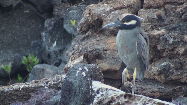 Yellow-crowned Night Heron (Galapagos) - ML288493371