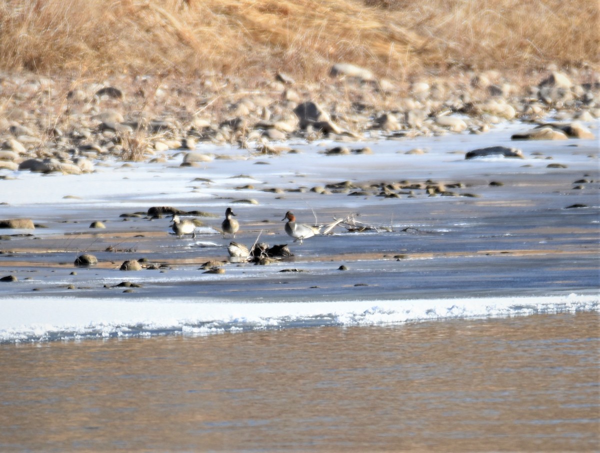 Ногоохон нугас - ML288493401