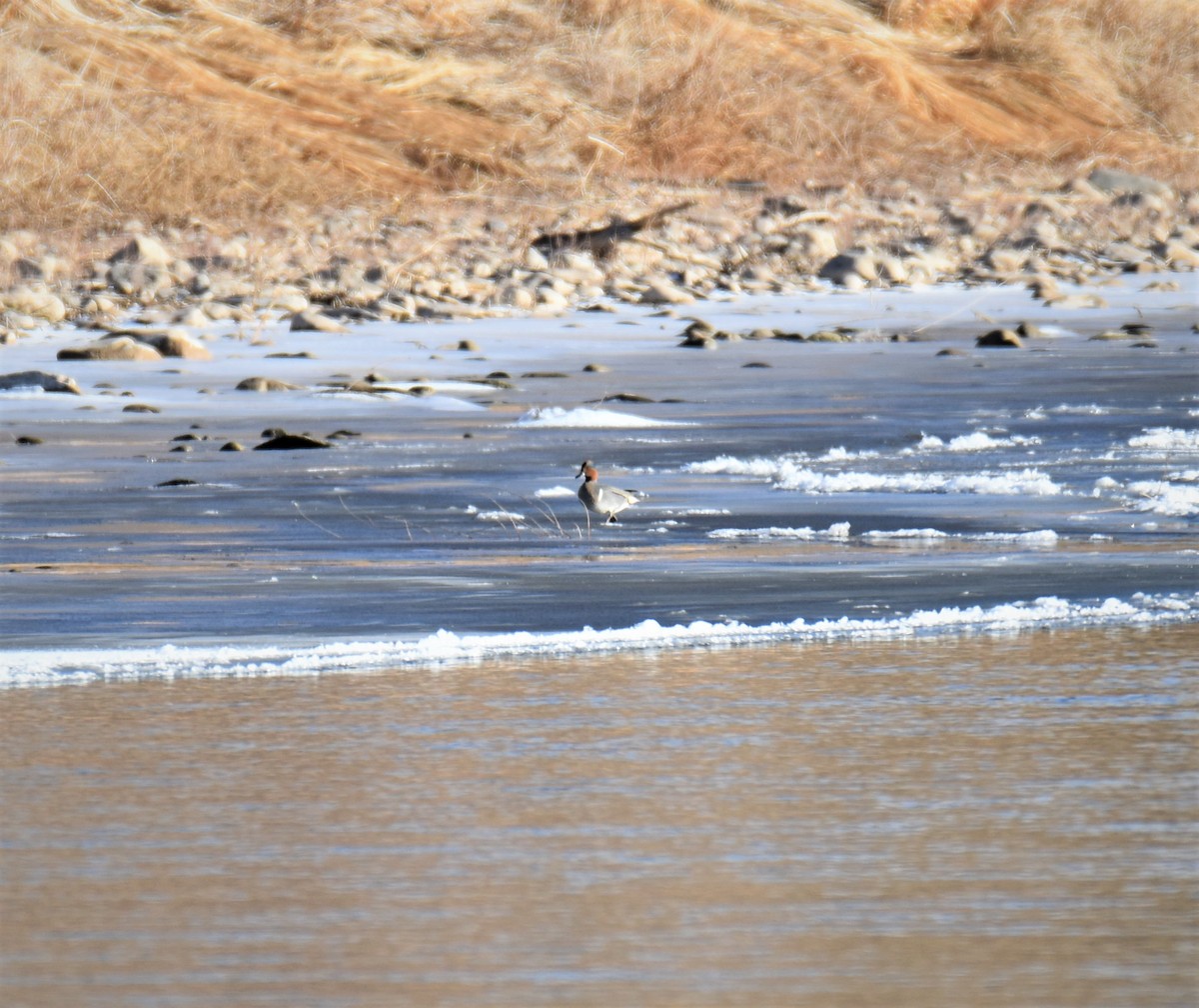 Ногоохон нугас - ML288493411