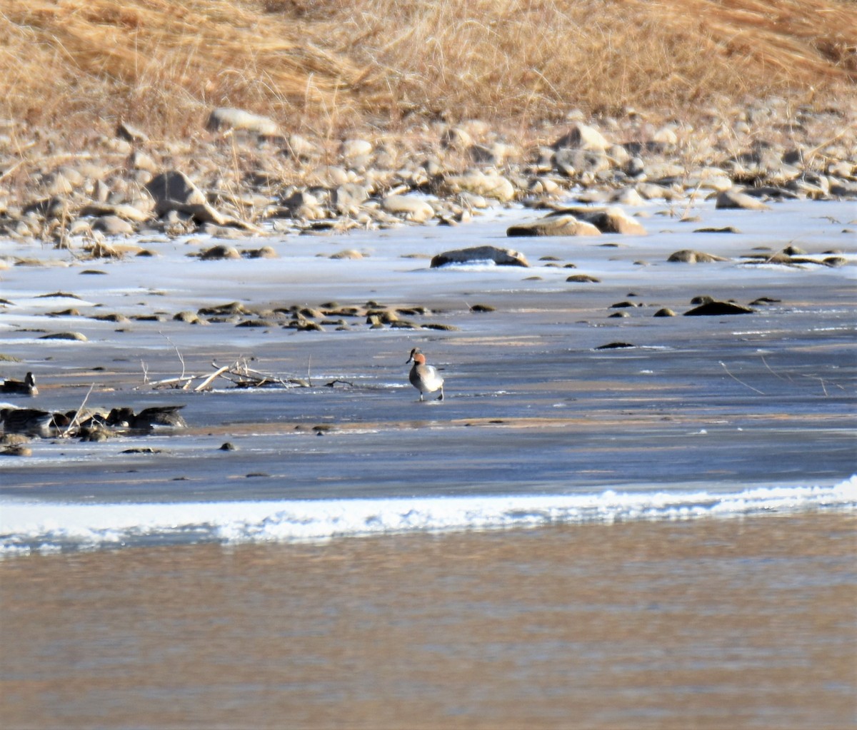 Ногоохон нугас - ML288493421