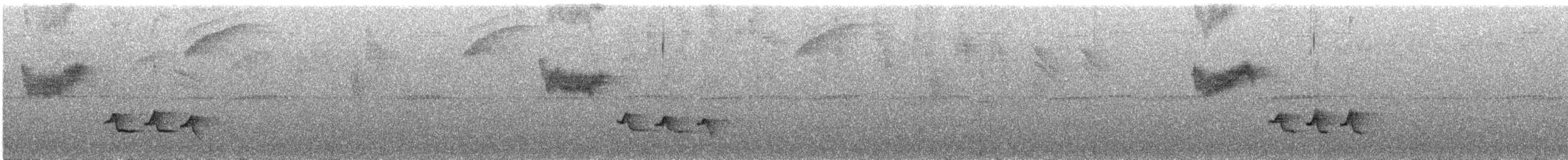 Troglodyte à poitrine blanche (groupe leucosticta) - ML288493551
