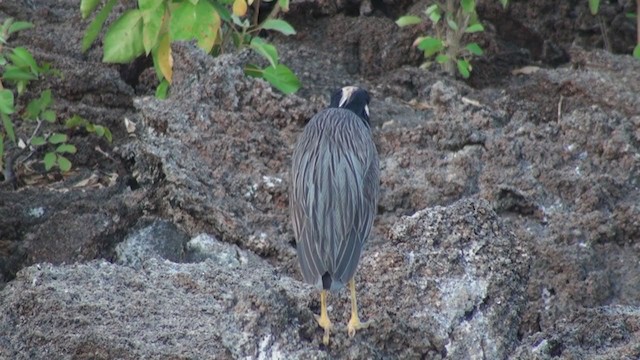 Yellow-crowned Night Heron (Galapagos) - ML288493931