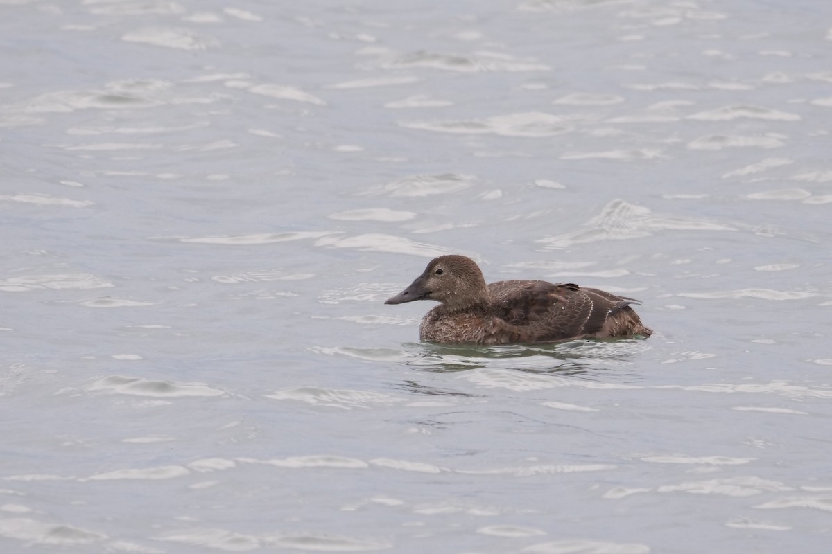 King Eider - ML288495161