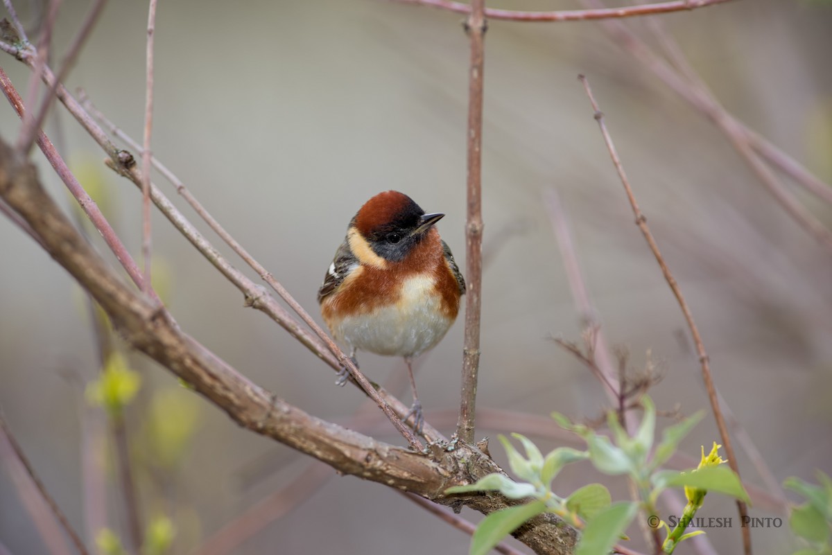 Bay-breasted Warbler - Shailesh Pinto