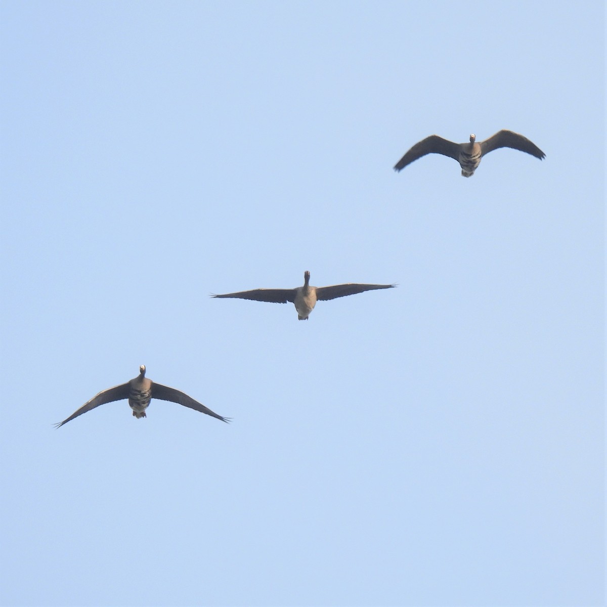 Greater White-fronted Goose (Eurasian) - ML288496321