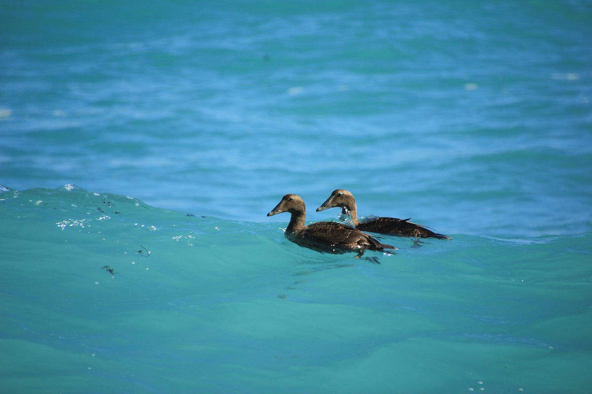 Common Eider - ML288497721