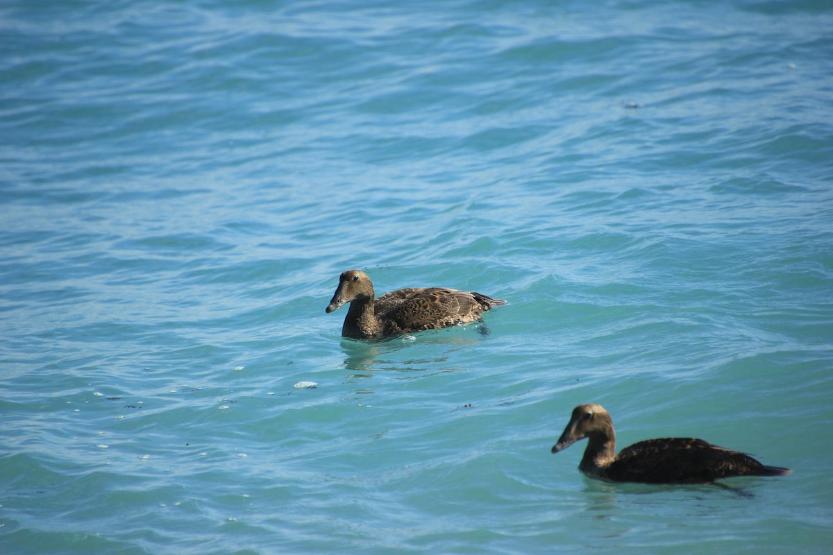 Common Eider - ML288497791