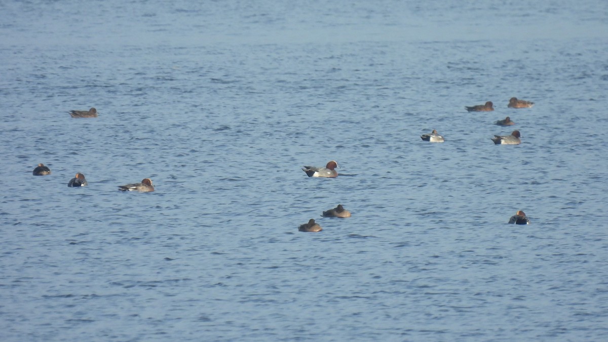 Eurasian Wigeon - ML288498151