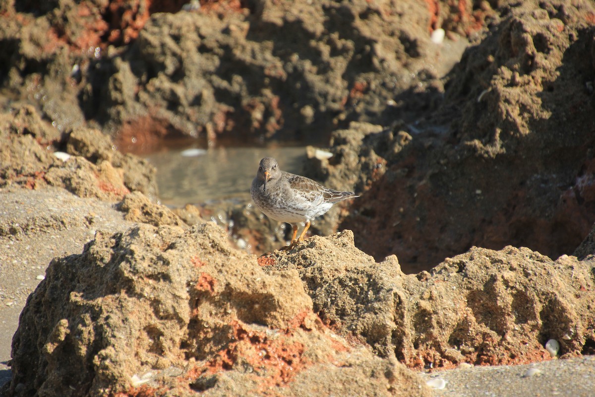 Purple Sandpiper - ML288498171