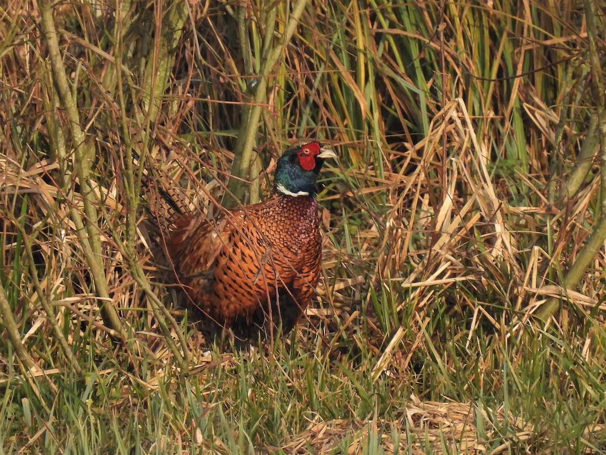 Ring-necked Pheasant - ML288499141