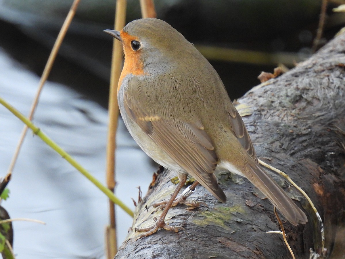 European Robin - ML288503101