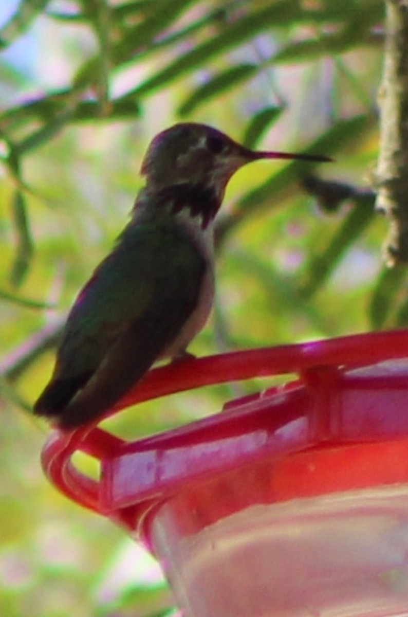 Calliope Hummingbird - ML288505581