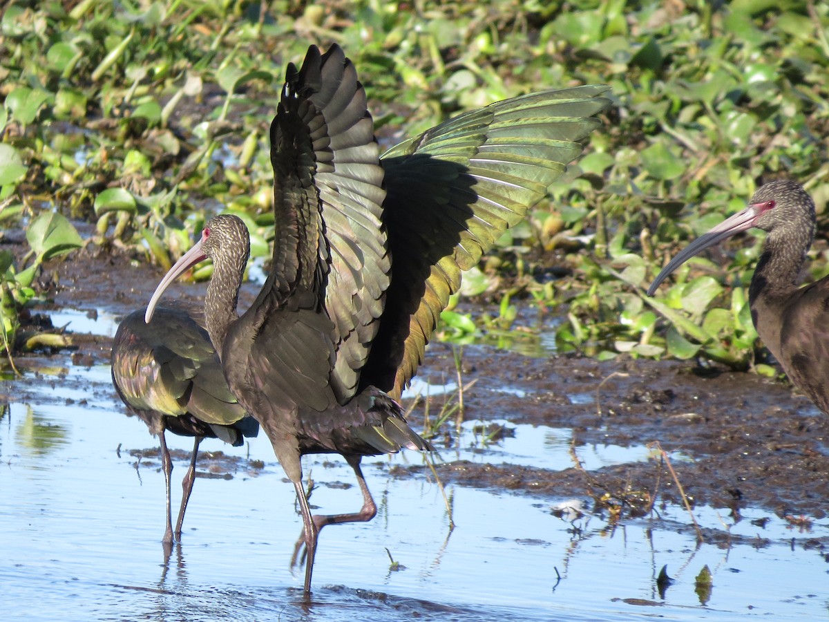 White-faced Ibis - ML28850681