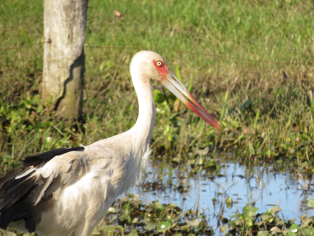 Maguari Stork - ML28850801