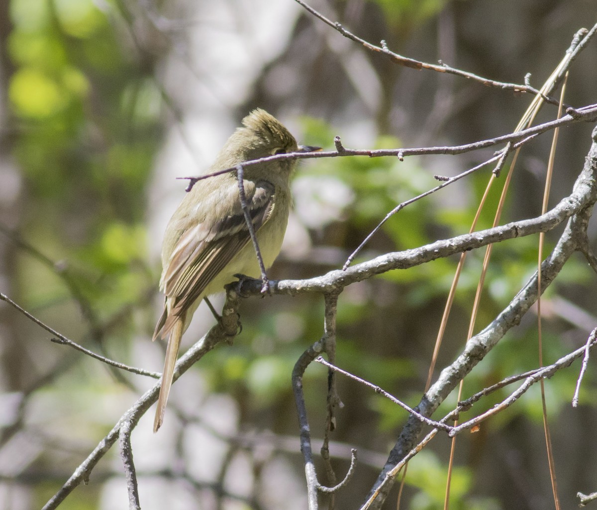 Western Flycatcher (Cordilleran) - ML28850811