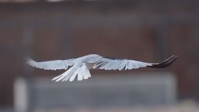 White-tailed Kite - ML288508521