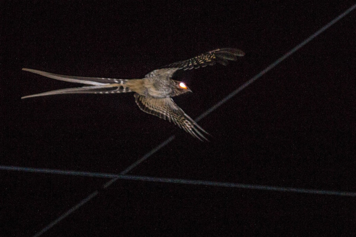 Scissor-tailed Nightjar - ML288509331