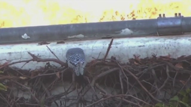 Golden-fronted Woodpecker - ML288509491