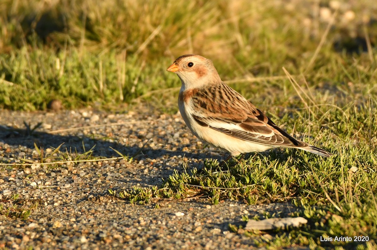 Snow Bunting - Luis Arinto