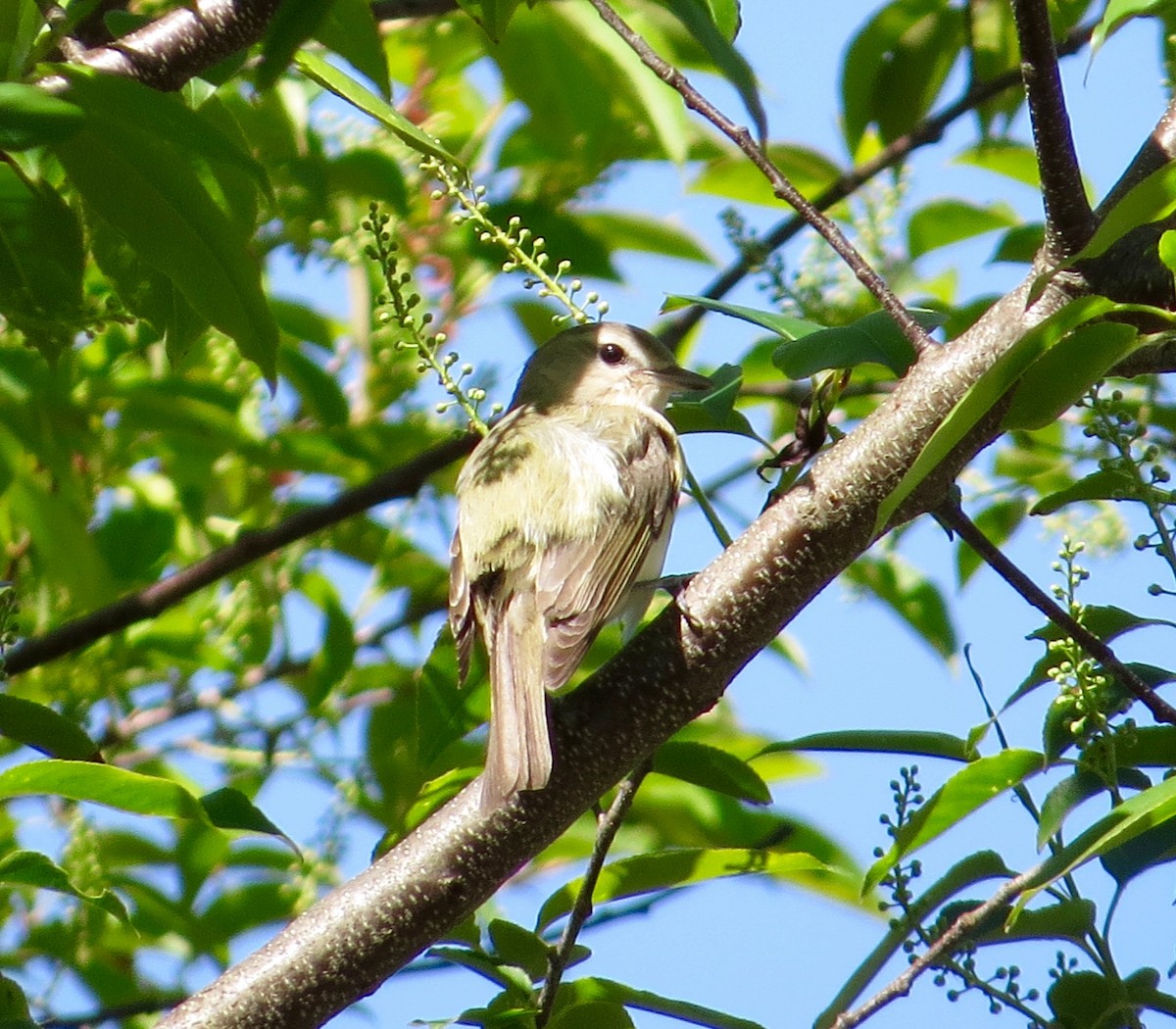 rødøyevireo - ML28851321