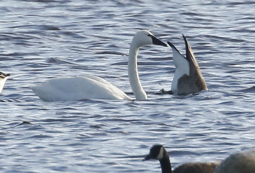 Tundra Swan - ML288513401