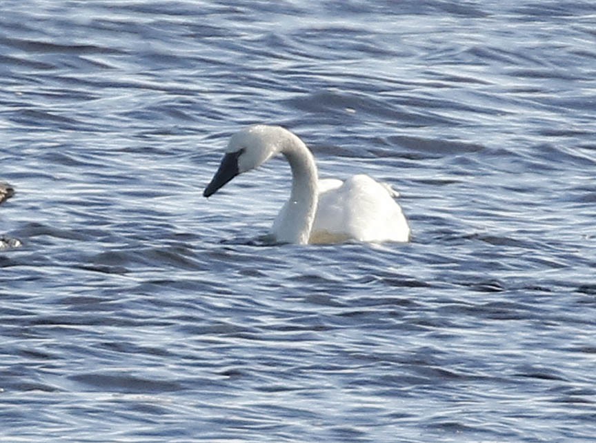 Tundra Swan - ML288513441