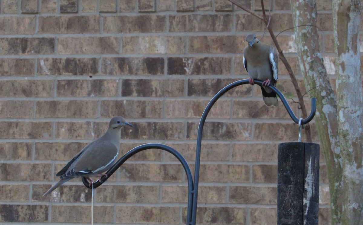 White-winged Dove - ML288514591